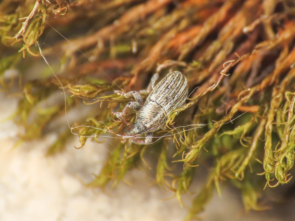 Tychius schneideri