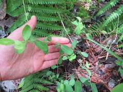 Hypericum nudiflorum