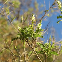 Eysenhardtia orthocarpa