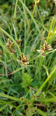 Cyperus glaber