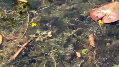 Utricularia radiata