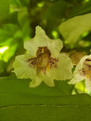 Catalpa bignonioides