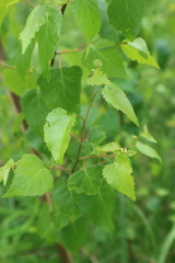 Betula pendula