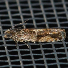 Chimoptesis gerulae