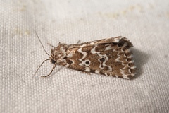 Alvaradoia disjecta