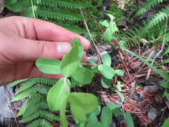 Hypericum nudiflorum