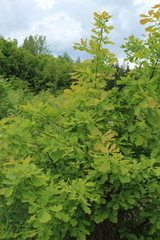 Quercus robur