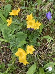Anemonastrum speciosum