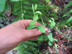 Hypericum nudiflorum