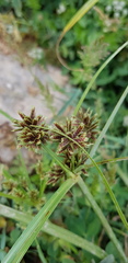 Cyperus glaber
