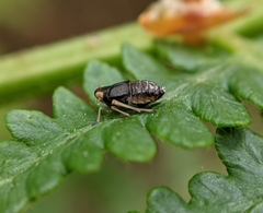 Ditropis pteridis