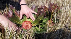 Protea caespitosa