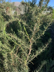 Cliffortia strobilifera