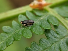 Ditropis pteridis