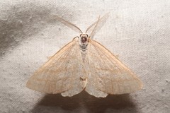 Perconia strigillaria