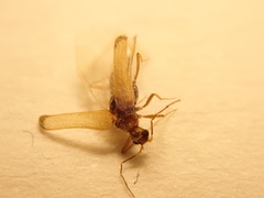 Thylodrias contractus