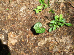 Hexastylis shuttleworthii
