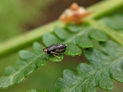 Ditropis pteridis