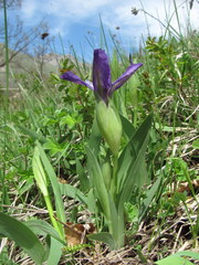 Iris furcata