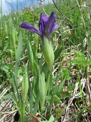 Iris furcata