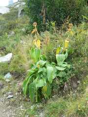 Gentiana burseri villarsii