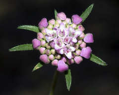Sixalix atropurpurea