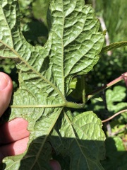 Vitis palmata