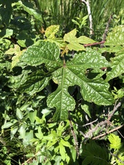 Vitis palmata