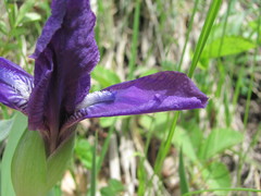 Iris furcata