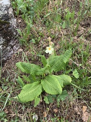 Primula ruprechtii
