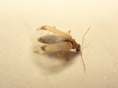 Thylodrias contractus