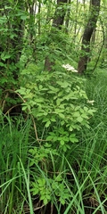 Sambucus nigra