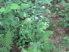 Marshallia trinervia