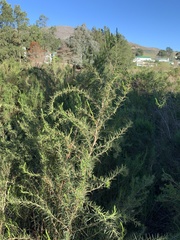 Cliffortia strobilifera