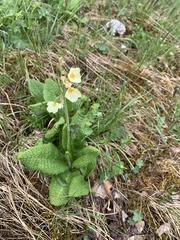Primula ruprechtii