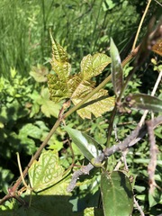 Vitis palmata