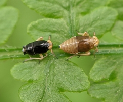 Ditropis pteridis