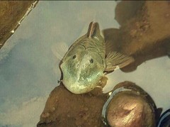Chaetostoma floridablancaense
