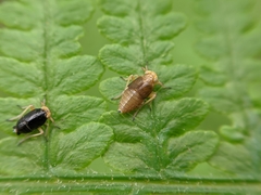 Ditropis pteridis