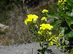Biscutella cichoriifolia