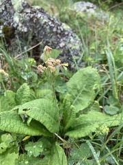 Primula ruprechtii
