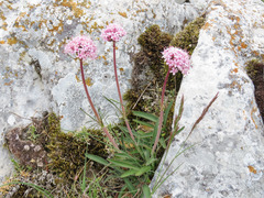 Valeriana tuberosa