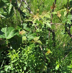 Vitis palmata
