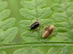 Ditropis pteridis