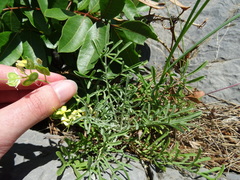 Biscutella cichoriifolia