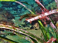 Halichoeres brownfieldi