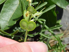 Biscutella cichoriifolia