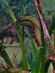 Halichoeres brownfieldi