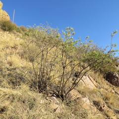 Eysenhardtia orthocarpa