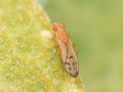 Opomyza florum